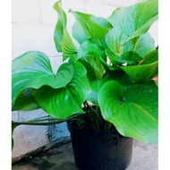 LOKAL CHEAPEST New Ornamental Plants Hosta plantaginea local lily flower/