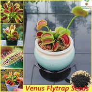 [100% Original Seed] Venus Flytrap Flower Seeds Funny Carnivorous Plants (50 seeds/pack) Bonsai Seed