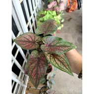 Keladi Thai / caladium I'd first lady