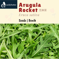 0.7g (approx. 210 seeds) Arugula Seeds 芝麻菜种子