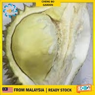 Anak Pokok Durian Asfa50 Pokok Premium Buah Sedap