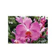Metal Photo Magnet - Orchid
