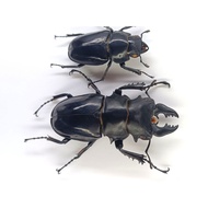 Combo 1 Central region beetlebag 73mm