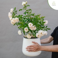 Summer Snow Rose​ (กุหลาบ ซัมเมอร์สโนว์​)​ ต้นใหญ่ ถุง 8 นิ้ว / สูง 60-70 ซม. / ไม้ประดับ ไม้ดอก (ต้นไม้)