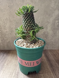 鐵甲麒麟 多肉植物 塊根 仙人掌 盆栽