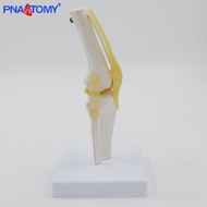 Small Knee Model Bendable Ligament Medical Gift Human Bone Anatomy Teaching Aids Stock Bone Rehabili