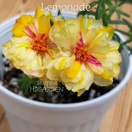 150 biji benih Hybrid Moss Rose Lemonade • Ros Jepun Hibrid • Portulaca