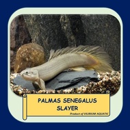 BAZAAR IKAN HIAS AIR TAWAR - PALMAS SENEGALUS SLAYER