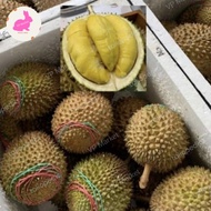 Durian Musang King Utuh Fresh Malaysia | Premium Quality