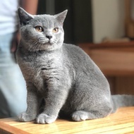 british shorthair kucing