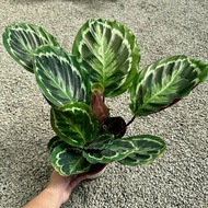 90s Greenovation Live Plant Calathea Medallion 彩虹竹芋 P150