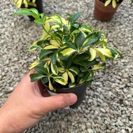 GPS Green Plant Society Live Plant Schefflera Arboricola Variegated Small Leaves 小叶 鹅掌藤锦 P90