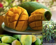 MDC- Anak Pokok Mangga Harum Manis (Harumanis) (Kahwin) Anak Pokok Tanaman Benih Garden Seed Seeds