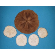 SEA BISCUIT/SAND DOLLAR. 5 Pieces