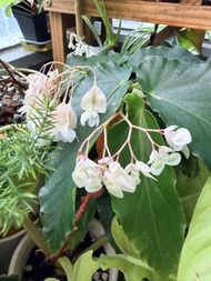 【植物】4.9更新  白素貞秋海棠 Begonia 'Tennyo no Mai'盆栽