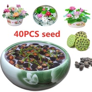 [Fast Germination] Singapore Ready Stock 40pcs Lotus Water Lily Bonsai Seed Garden Hobbies Multiple Colour Flower Seeds Vegetable Live Plants Air Plant Seed Tree Plants for Sale Easy To Grow In The Local