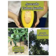 BENIH POKOK AVOCADO CUBAN JUMBO KAHWIN