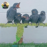burung lolohan saeran abu/srigunting abu