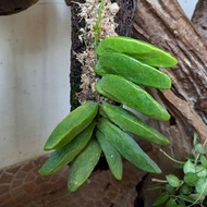Tanaman hias hoya dischidia major