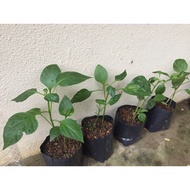 2x Anak Pokok Cili Benggala/Capsicum/Bell Pepper