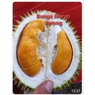 DURIAN BUNGA MERAH JERONG (1 Pokok)