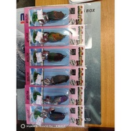 SaBayDee Soft KANA Frog SB65