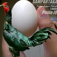 telur ayam pama ninja original super jalu atreet telur fertil 1 butir