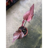 Caladium Red Ruby - Beautiful and Easy Care House Plant