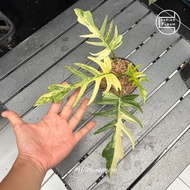 Philodendron Flotum Ornamental Plant (Philodendron Florida Beauty x Tortum)