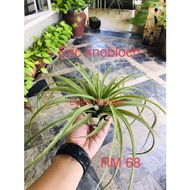 Tillandsia Eric Knobloch
