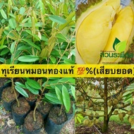 ต้นทุเรียนหมอนทอง (เสียบยอดแท้💯%) ต้นสูงขนาด (60-70 Cm) รากแข็งแรง โตไว พร้อมปลูก ทุเรียนหมอนทองเป็นสายพันธุ์ที่นิยมมากที่สุดในประเทศไทย