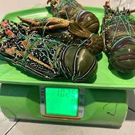 Terbaru Lobster Laut Super 1Kg Origina