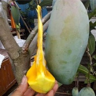 Bibit Mangga Thailand Kiojay tanaman buah buahan siap untuk berkebun