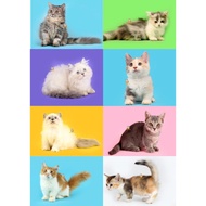 Terbaru Kucing Munchkin - Kitten &amp; Adult - Sudah Vaksin &amp; Free