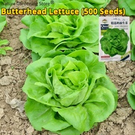 เมล็ดพันธุ์ ผักกาดหอมบัตเตอร์เฮด บรรจุ 500เมล็ด Butterhead Lettuce Seed Organic Vegetable Seeds for 