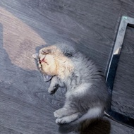 british shorthair kucing jantan