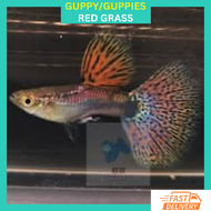 RFA High Grade Red Grass Guppy Ikan Hidup Guppy
