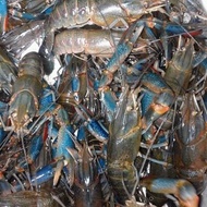 sale lobster air tawar konsumsi hidup ukuran (random)perkilo