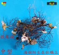 寶物石坊】天然海樹~編號146~沒加工處理~寄居蟹攀爬用~魚缸造景~室內擺設~diy材料包＃公仔funko pop＃貝殼