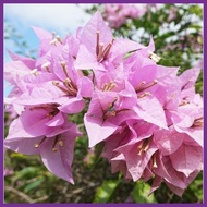♥️ super rare bougainvillea cuttings