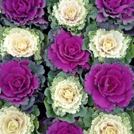 20 เมล็ด คะน้า ปูเล่ เคลสีวอเตอร์เครส ผักกินใบ​ ผักเพื่อสุขภาพ ornamental cabbage