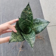 Snake Plant Indoor Live Plant Air Purification🌿🌸 [Without pot] | Live plant