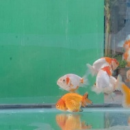 ikan mas koki lionchu / ranchu