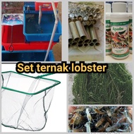 Set Ternak lobster air tawar (Crayfish)