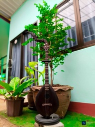 พิณโปร่งไฟฟ้าไม้แต้ดำ บอดี้แบบขุดโปร่ง ป่องเสียงกลม 3 สาย 15 เฟรต วงจรไฟฟ้า EQ 7545R คุณภาพสูง