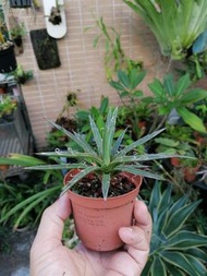 龍舌蘭瀧之白絲