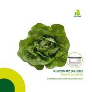 Rijk Zwaan RINCON RZ (41-102) Lettuce Cos Seeds (1000 pills)