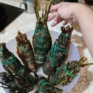 lobster laut besar 1kg