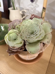 多肉植物盆栽 山地玫瑰組合（連陶盆）
