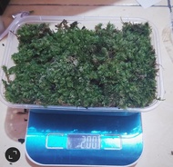 tanaman lumut hutan hidup forest moss TANAMAN AQUASCAPE PALUDARIUM